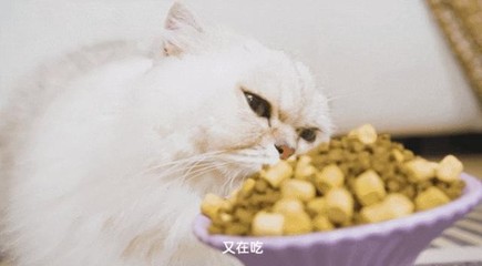 佩玛思特新工厂全面升级,旗下全新黑金鲜鸡肉系列亮相亚宠